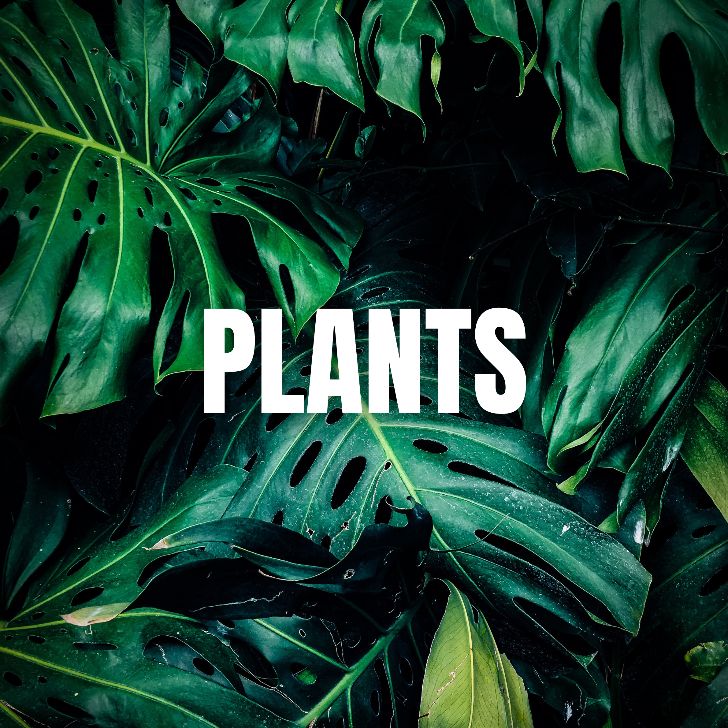 Plants
