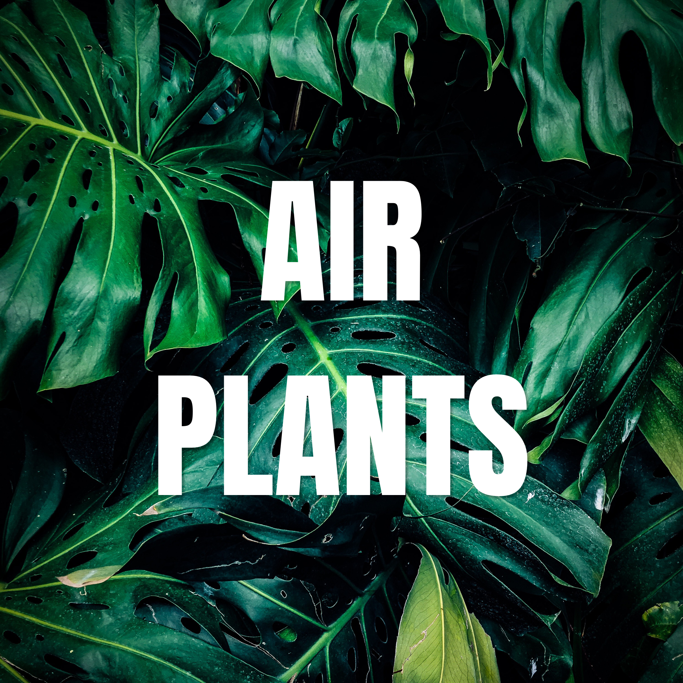 Air Plants