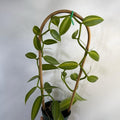Vanilla Orchid (Aurea) Inner Variegated