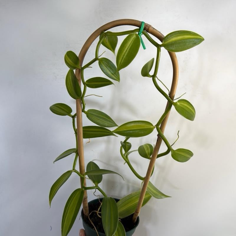 Vanilla Orchid (Aurea) Inner Variegated