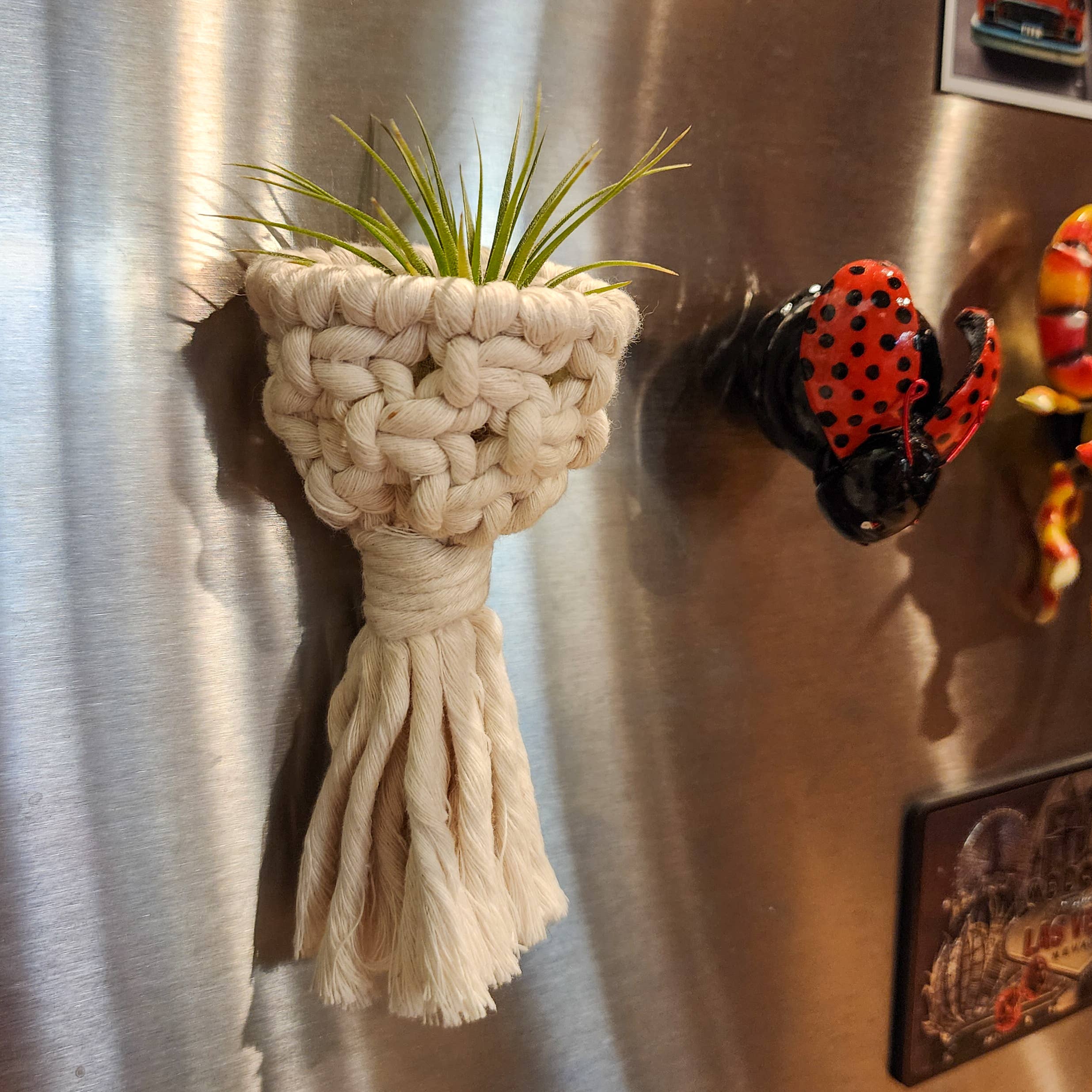 Air Plant Holder Magnet w/ Air Plant
