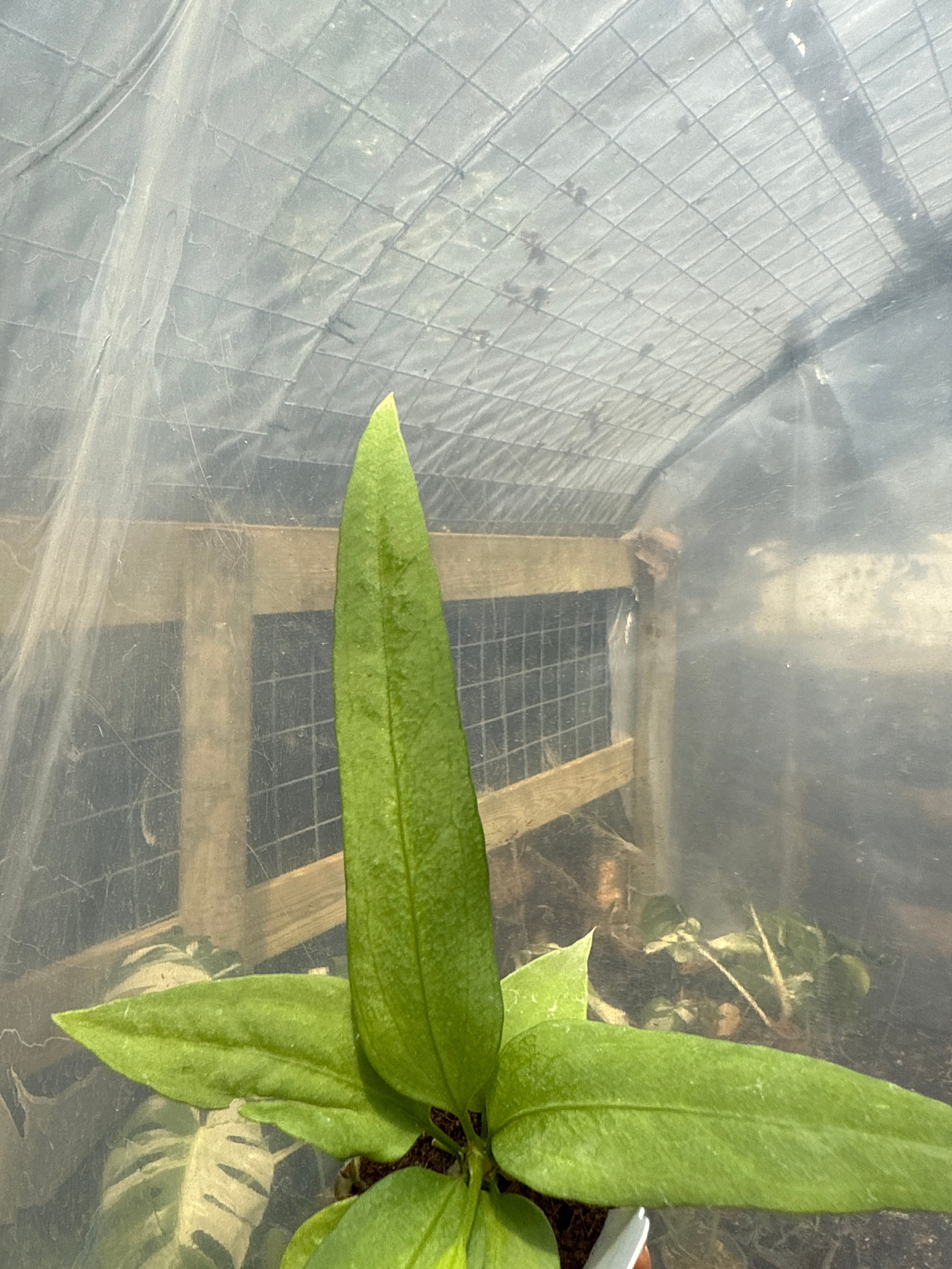 Anthurium Vittarifolium