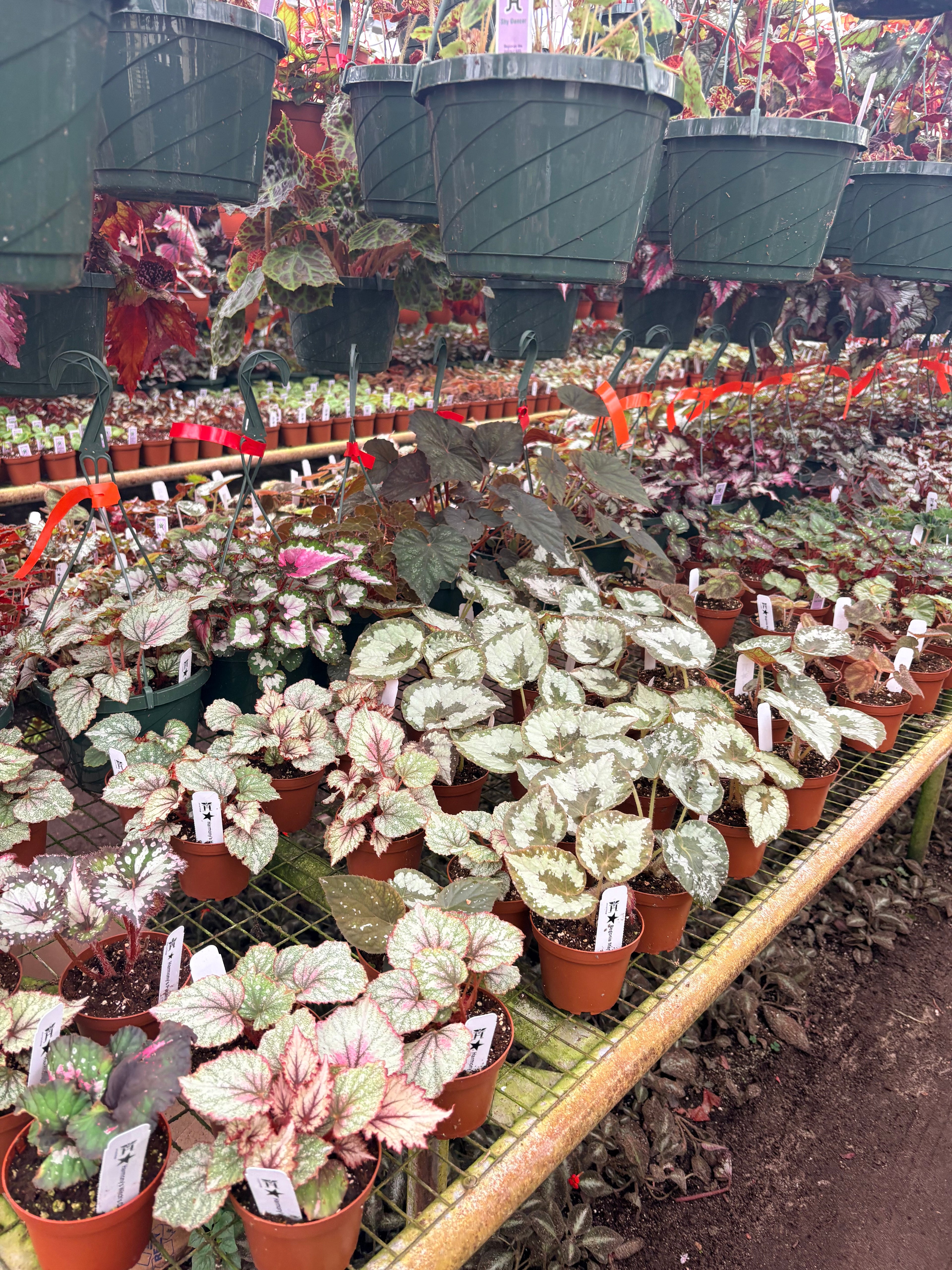 Begonia Rex 4"