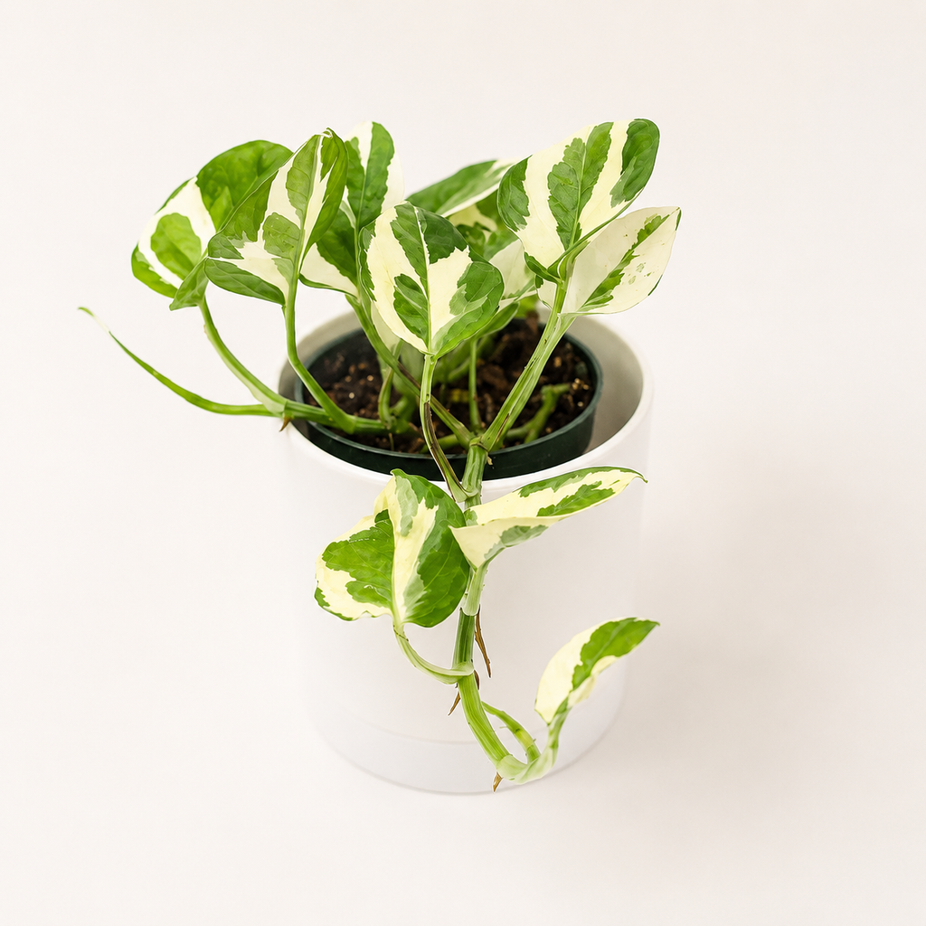 Pothos Pearls and Jade