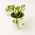 Pothos Pearls and Jade