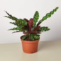 Calathea Lancifolia 'Rattlesnake' - House Plant Shop