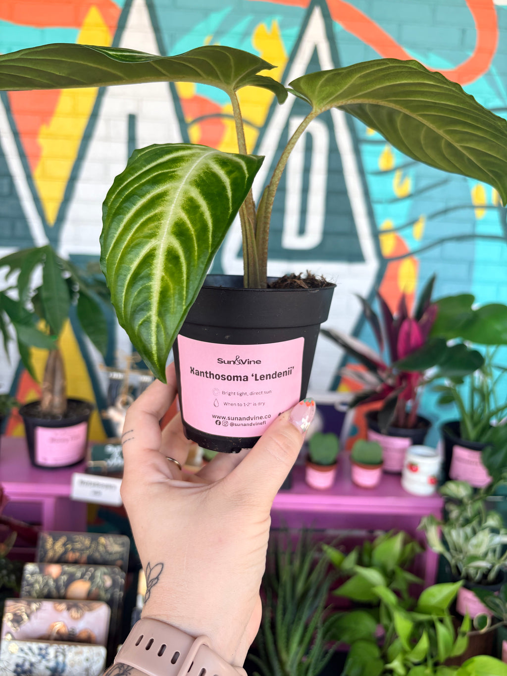 Xanthosoma 'Lendenii' 4"