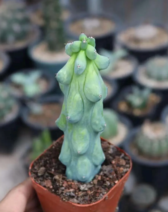 Boobie Cactus