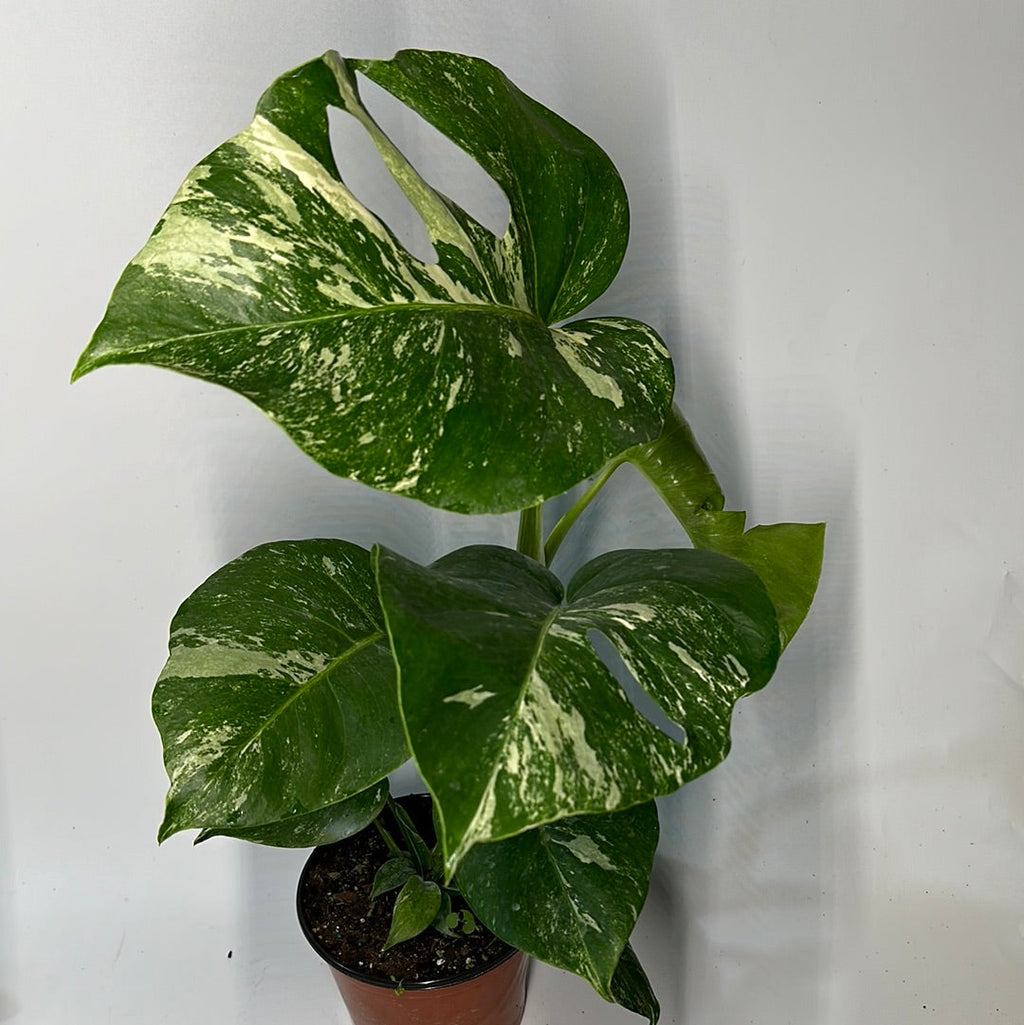 Variegated Monstera Albo Borsigiana