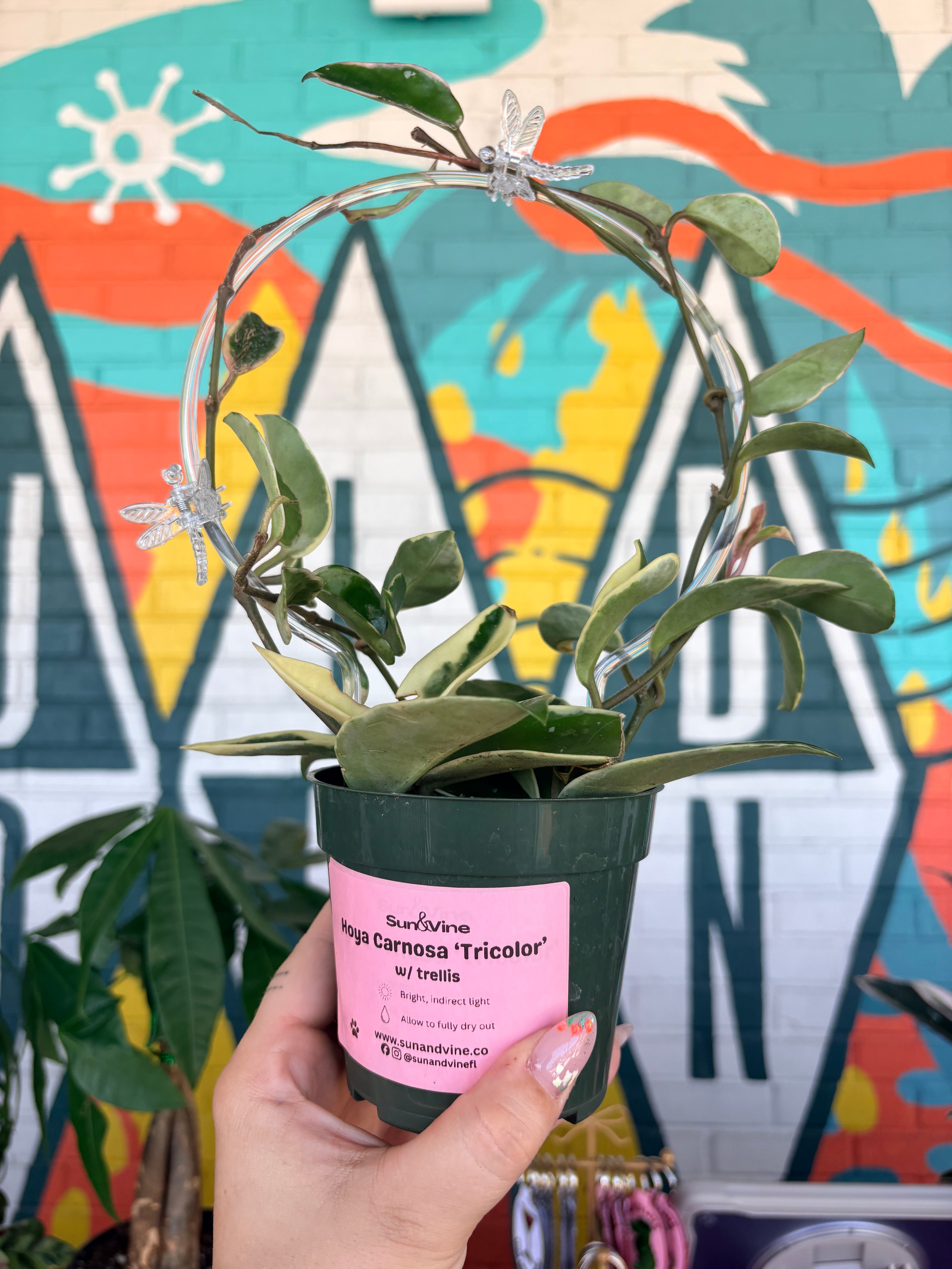 Hoya Carnosa 'Tricolor' 4"