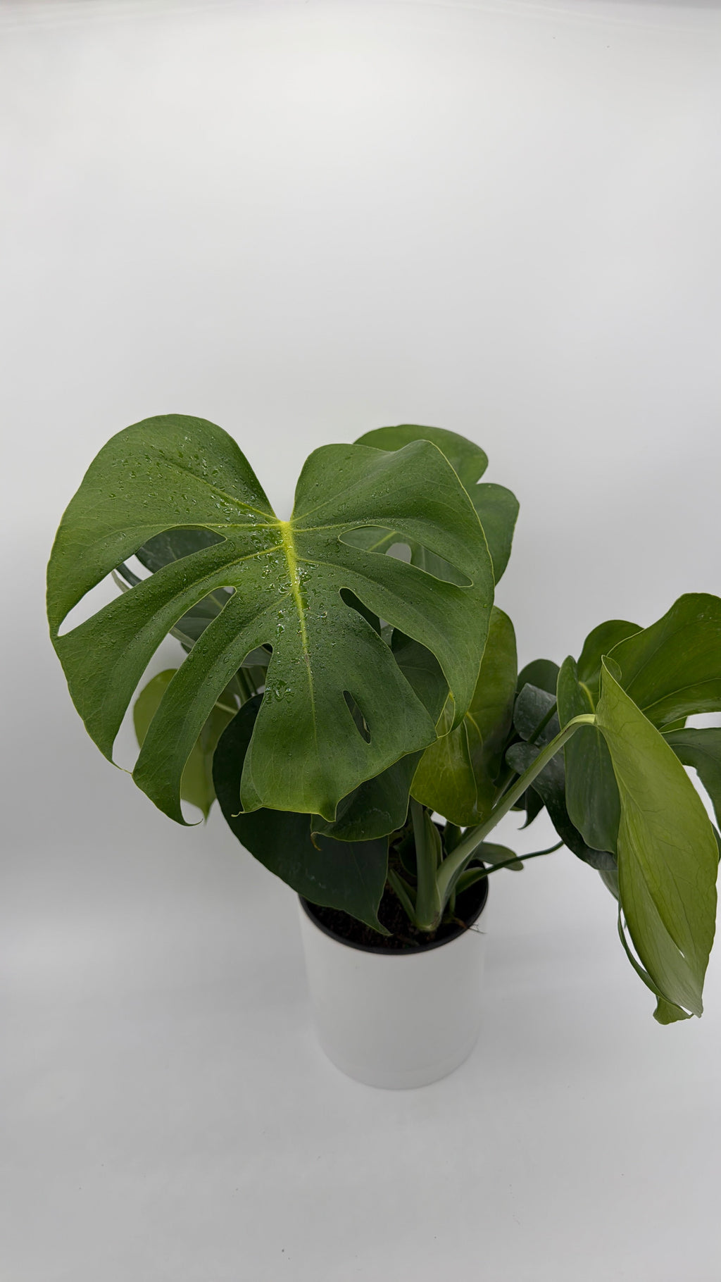 Monstera Deliciosa