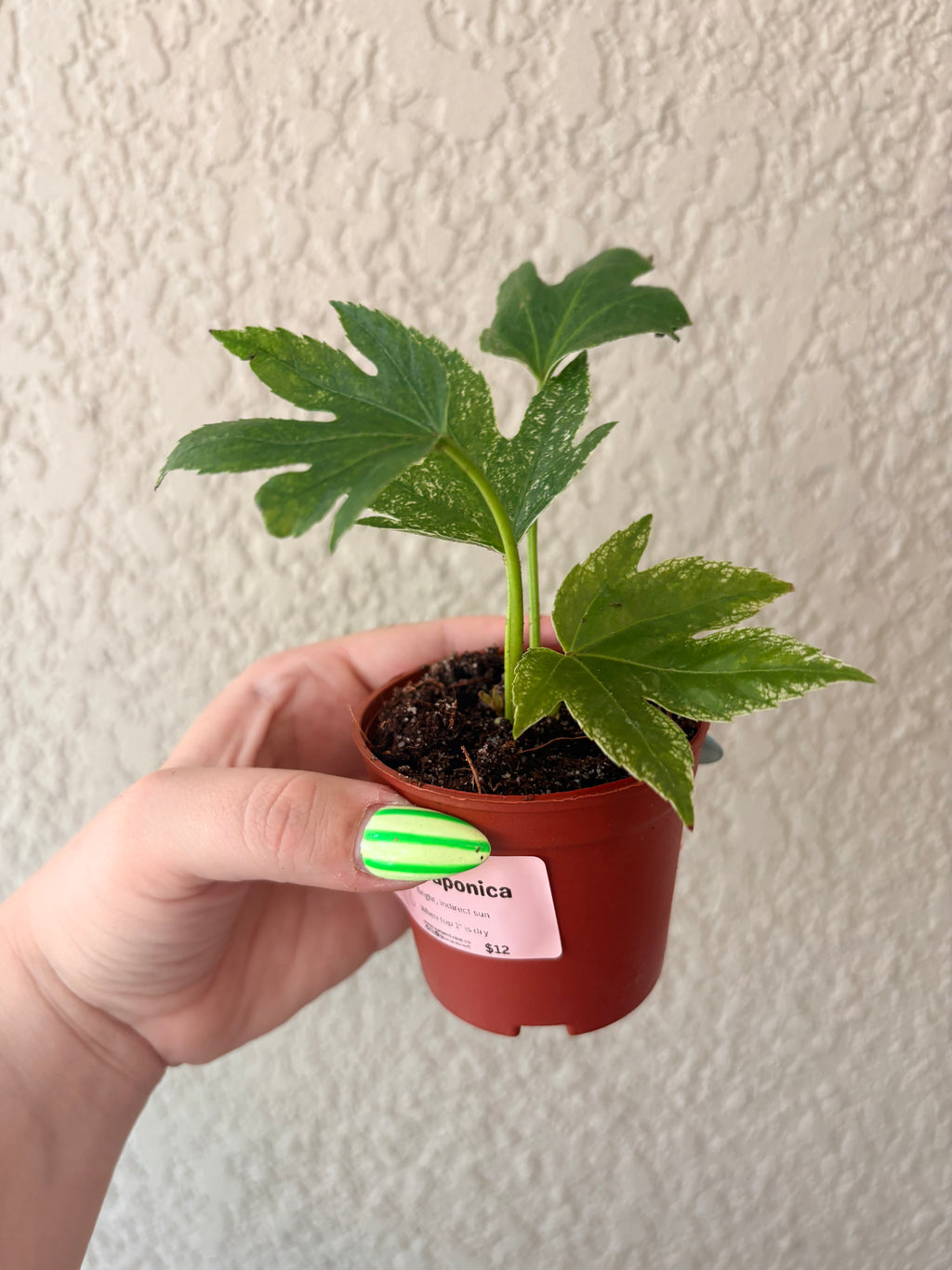 Fatsia Japonica