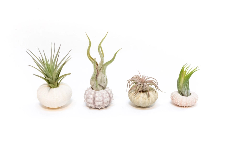 Sea Urchin w/ Air Plant