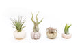 Sea Urchin w/ Air Plant
