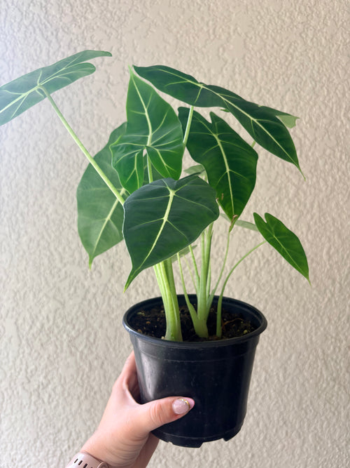 Alocasia 'Frydek'