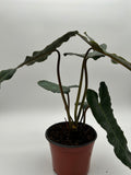 Philodendron Black Billietiae x Atabapoense