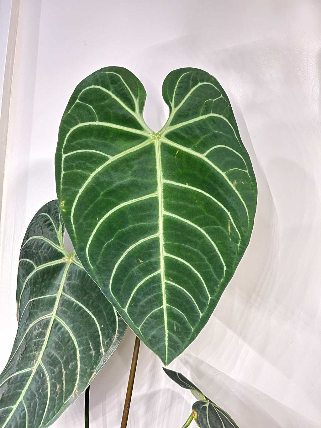 Anthurium Regale