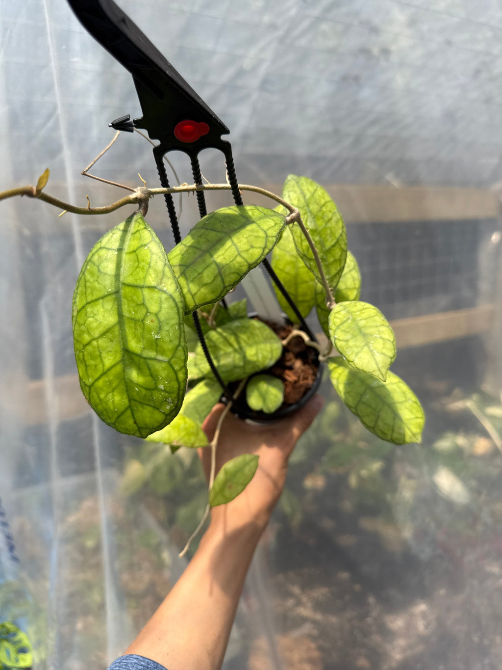 Hoya Finlansonii