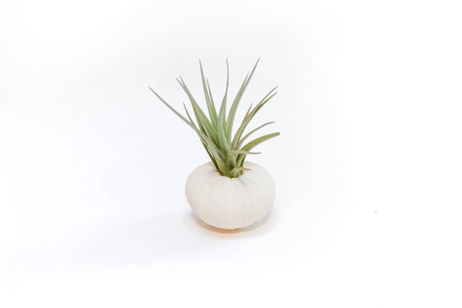 Sea Urchin w/ Air Plant