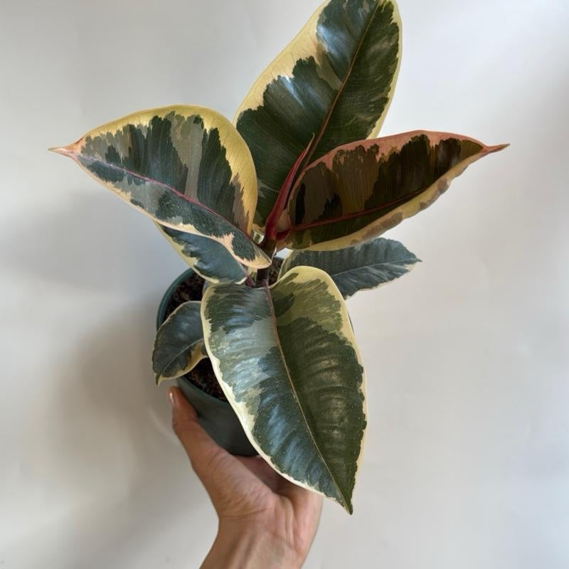 Ficus Tineke Variegated