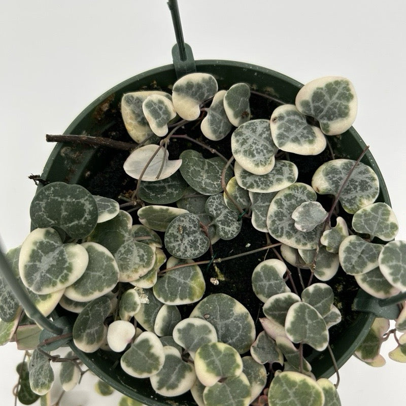 String of Hearts Variegated (Ceropegia) Hanging Basket