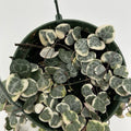 String of Hearts Variegated (Ceropegia) Hanging Basket
