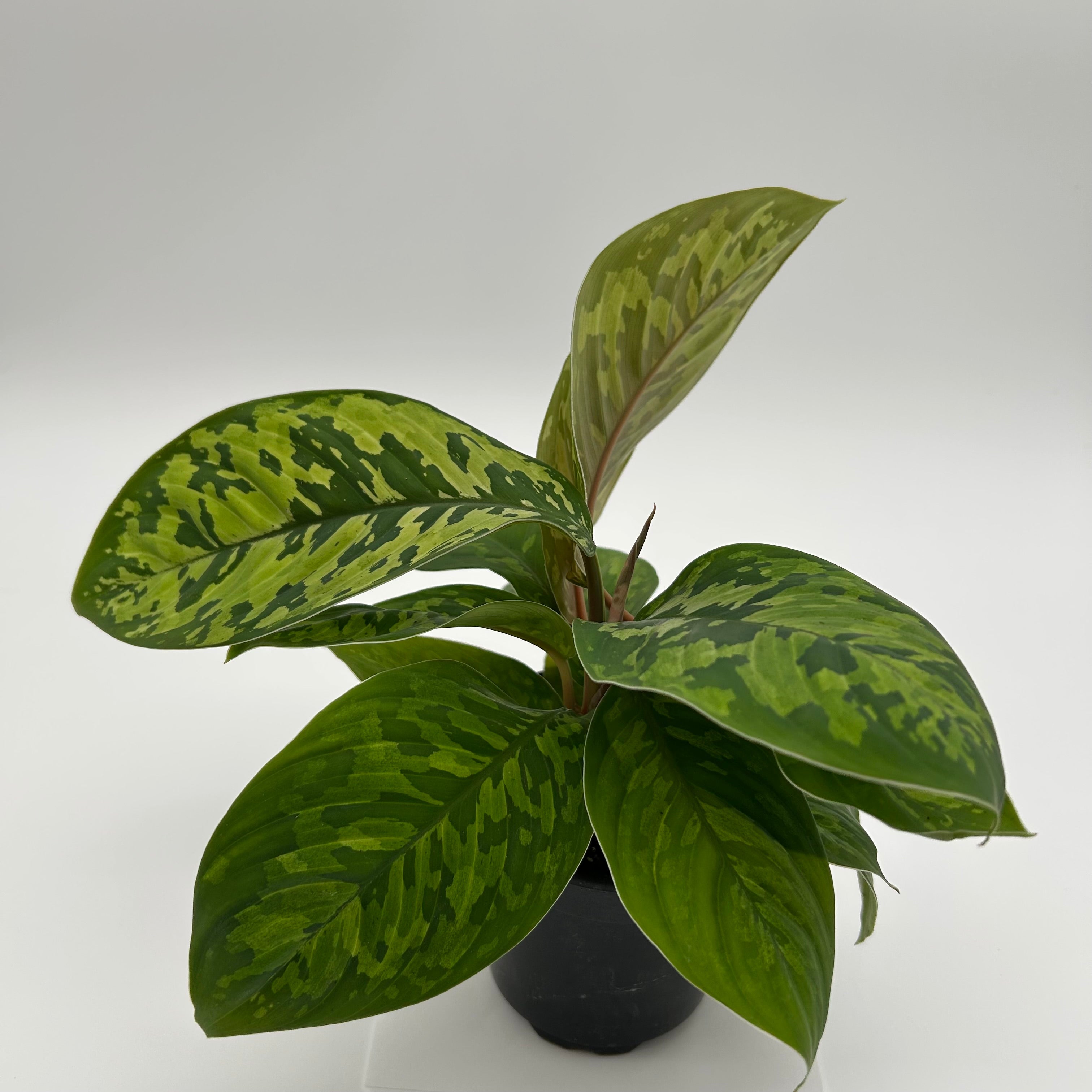 Homalomena Camouflage