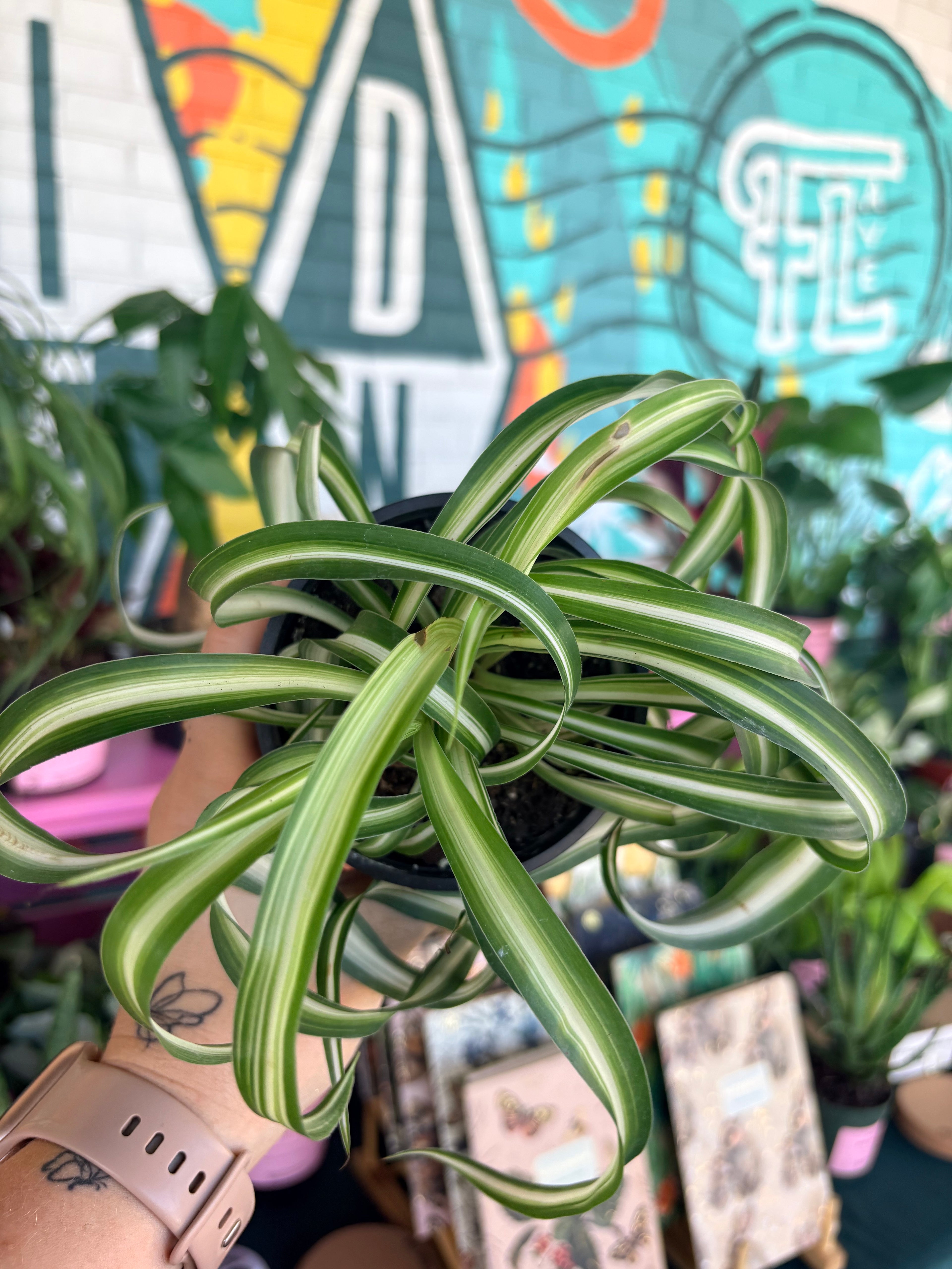 Spider Plant "Bonnie"