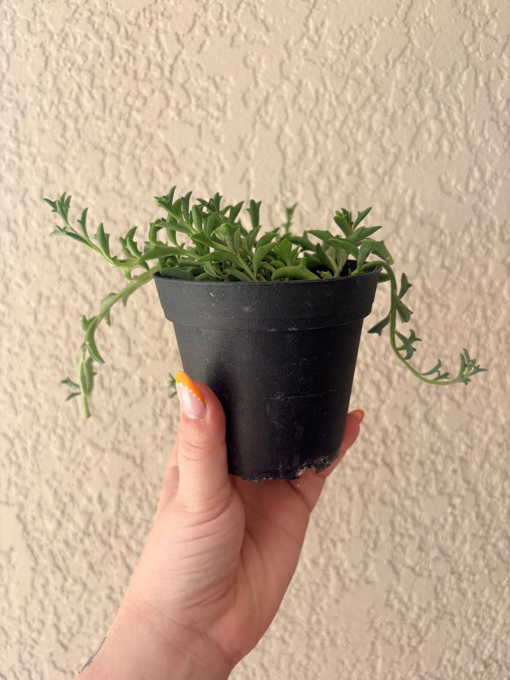 String of Dolphins