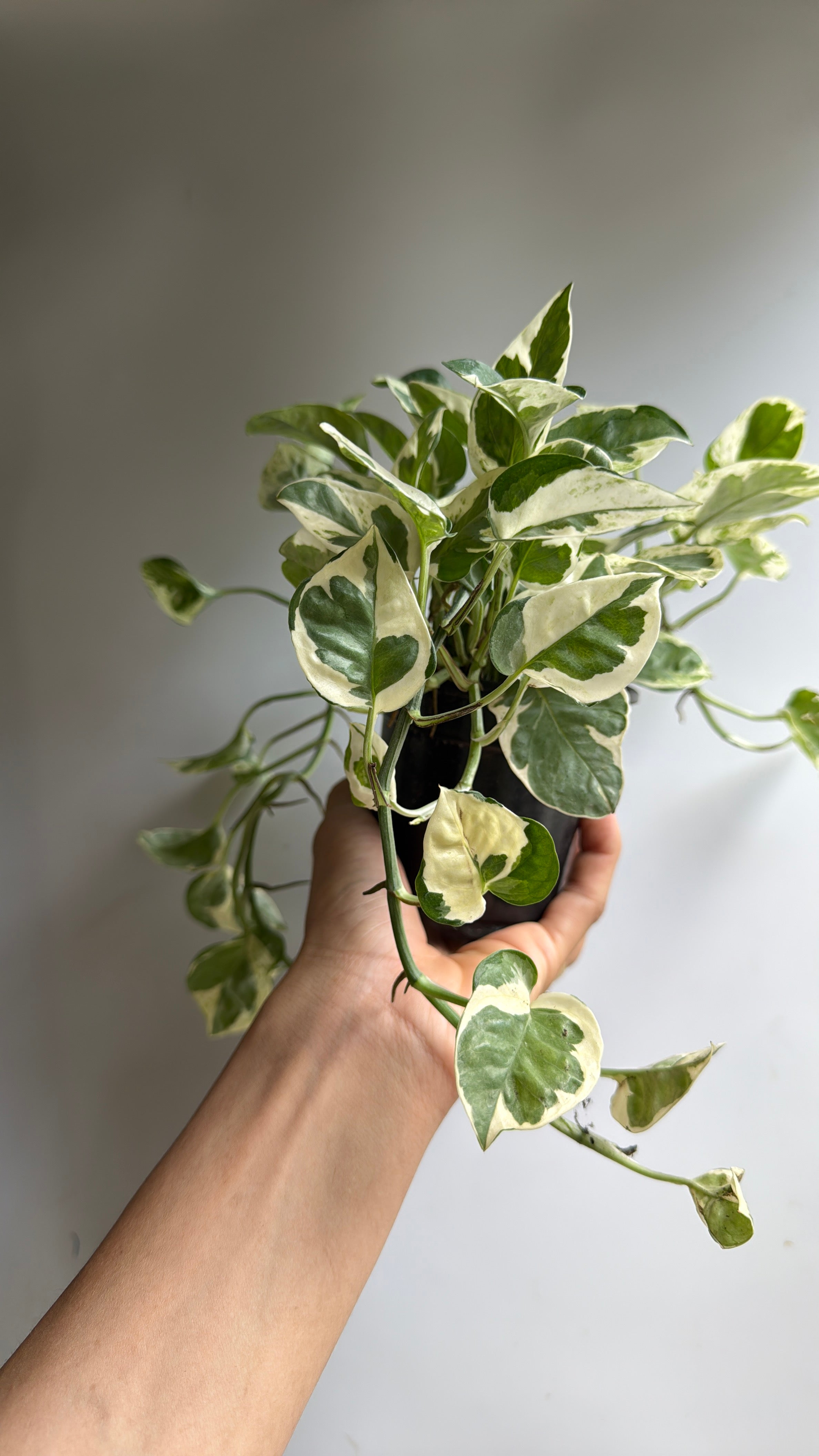 Pothos N'Joy
