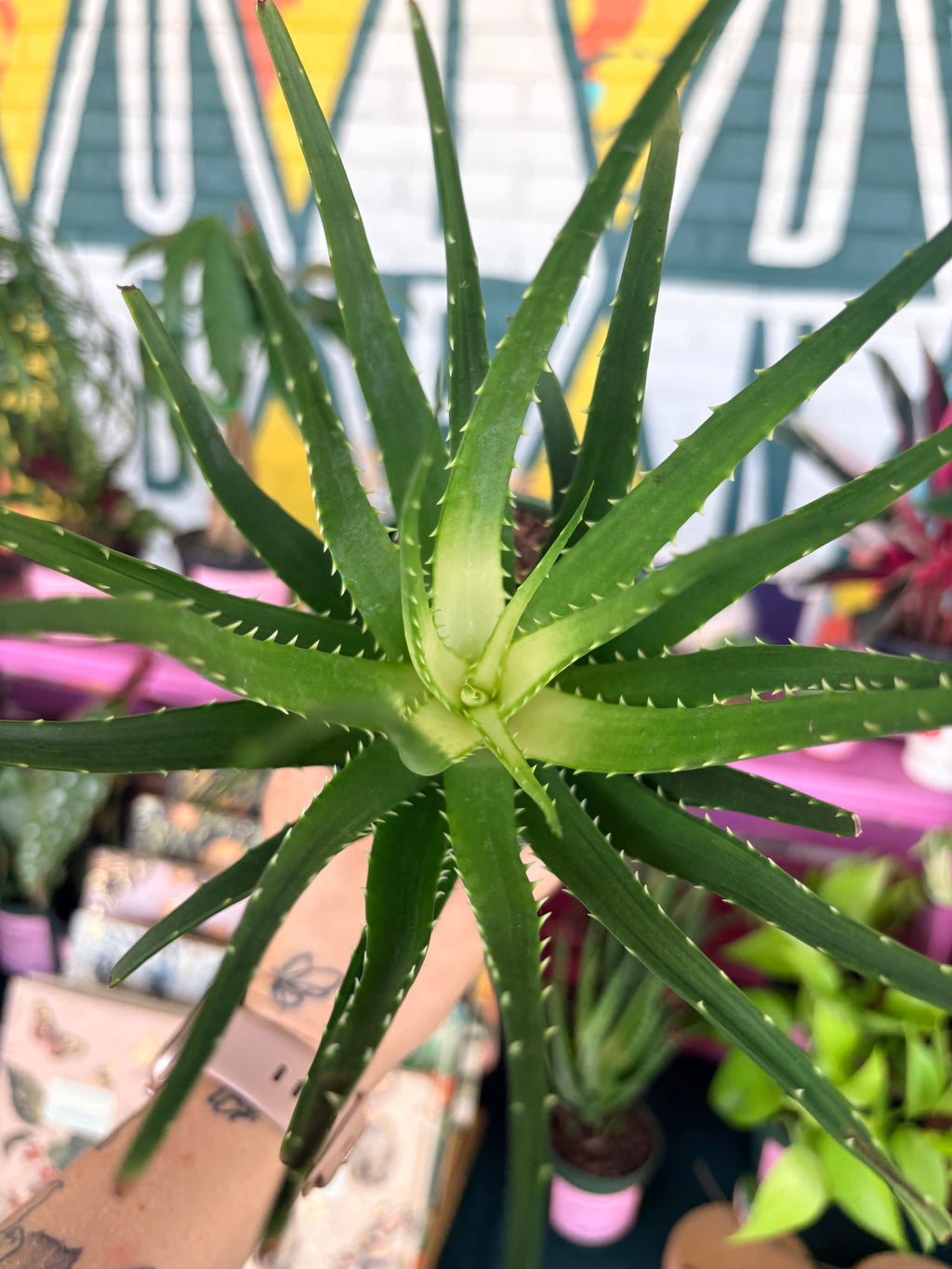Aloe 'Solar Flare' 4"