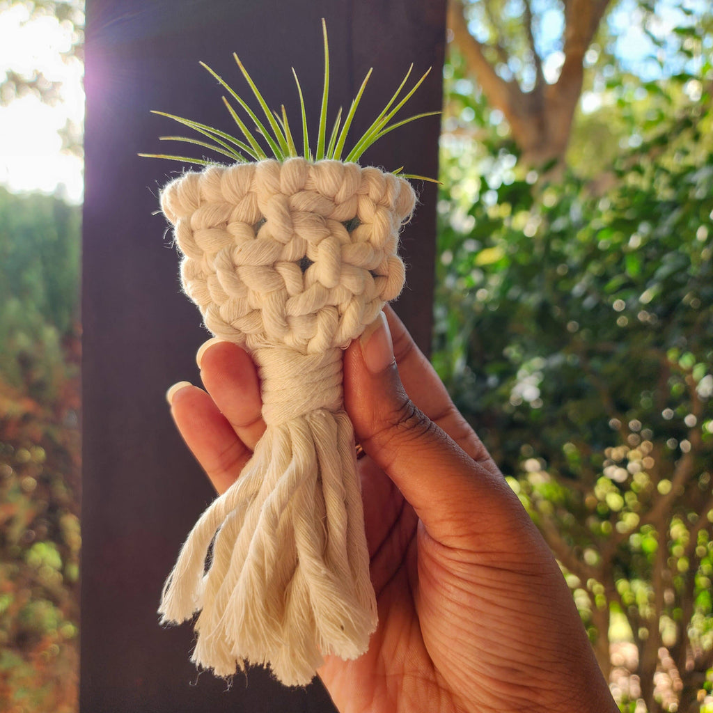 Air Plant Holder Magnet w/ Air Plant