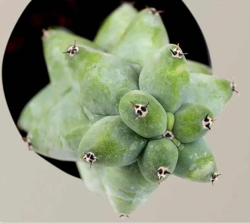 Boobie Cactus