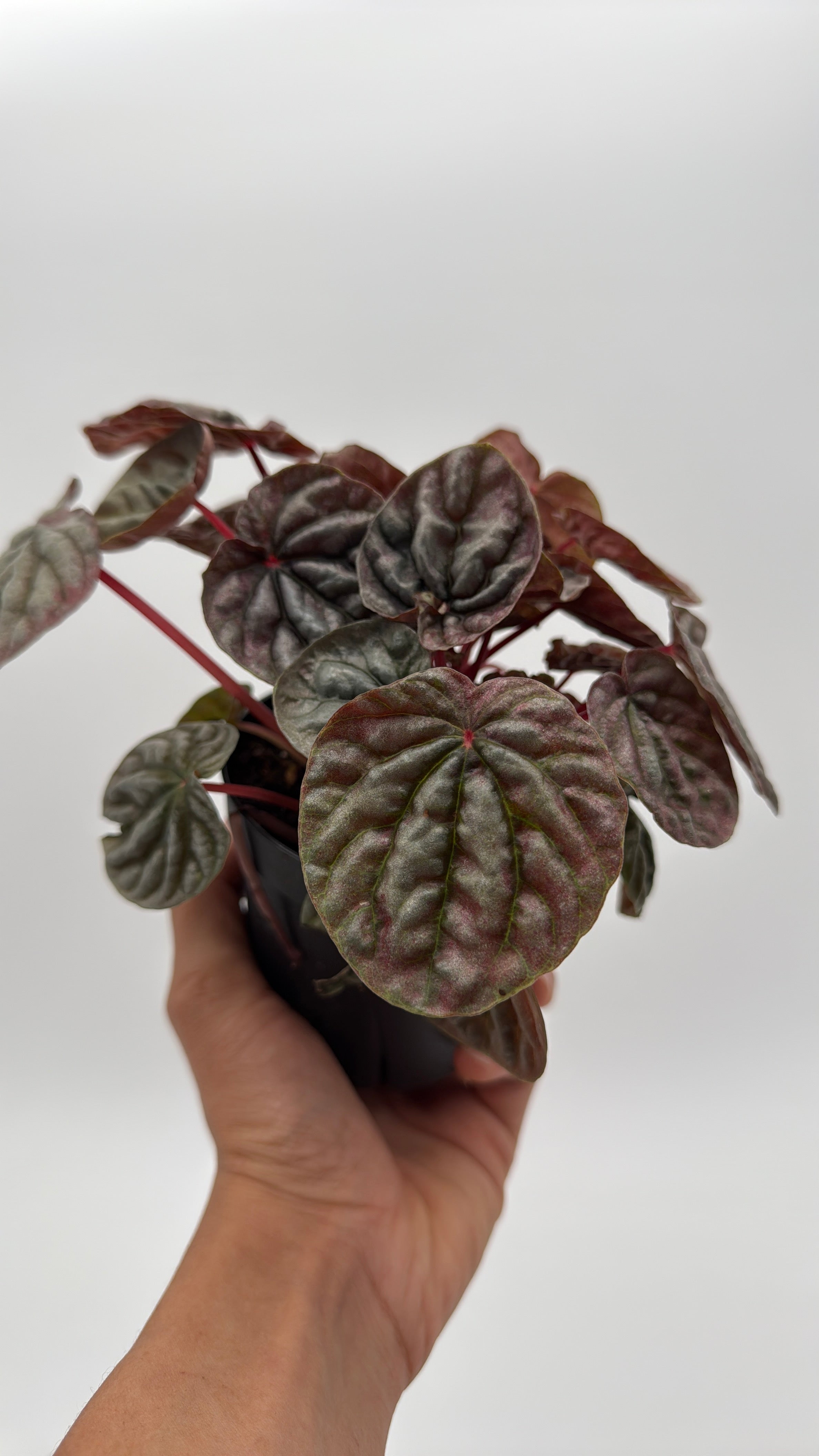 Peperomia Red Beauty Ripple Variegated