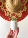 Solid Cement Air Plant Holder
