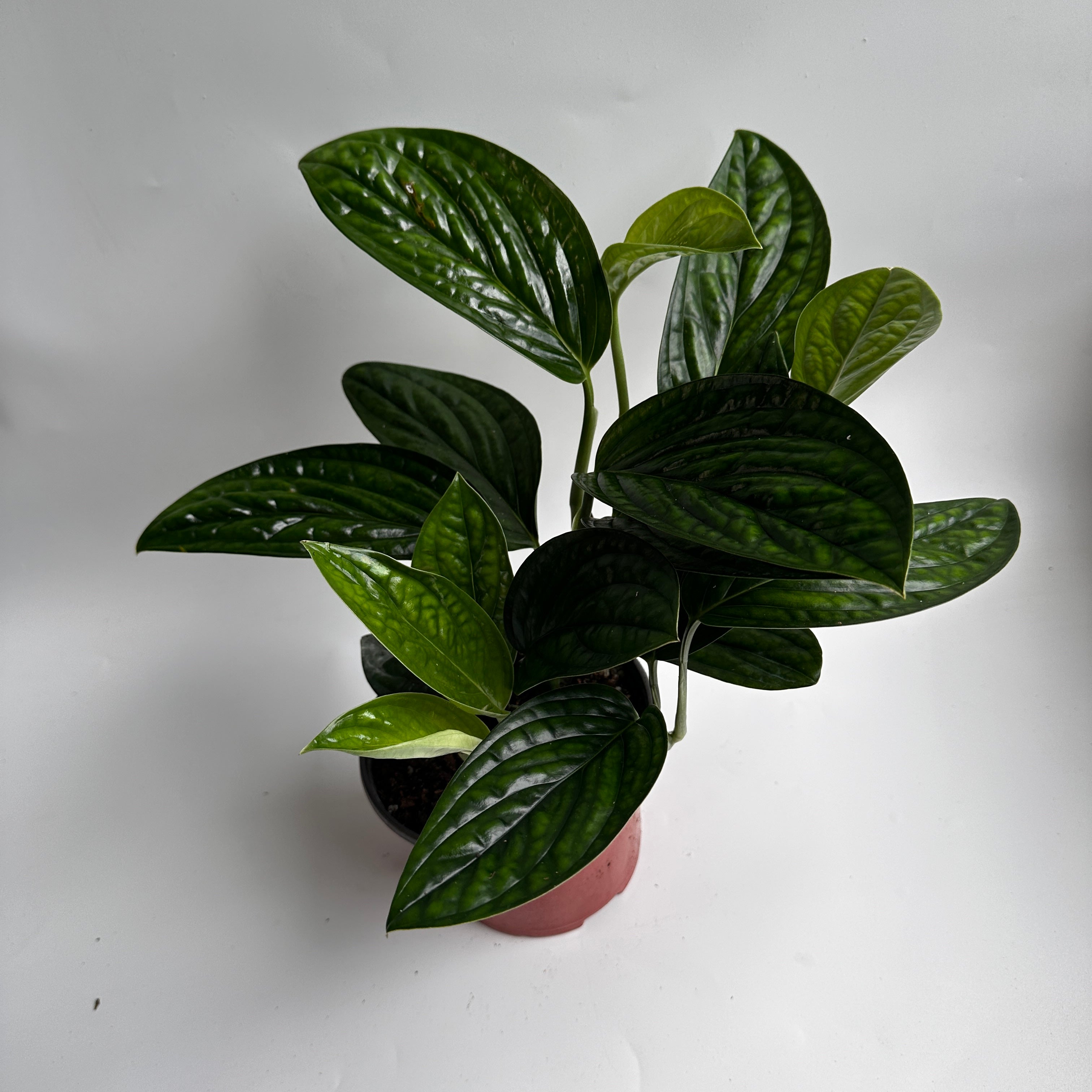 Monstera Peru