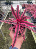Cryptanthus 'Pink Star' 4"