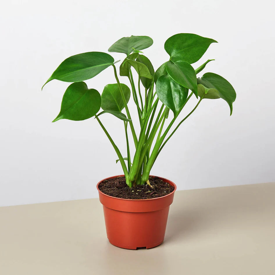 Monstera Deliciosa