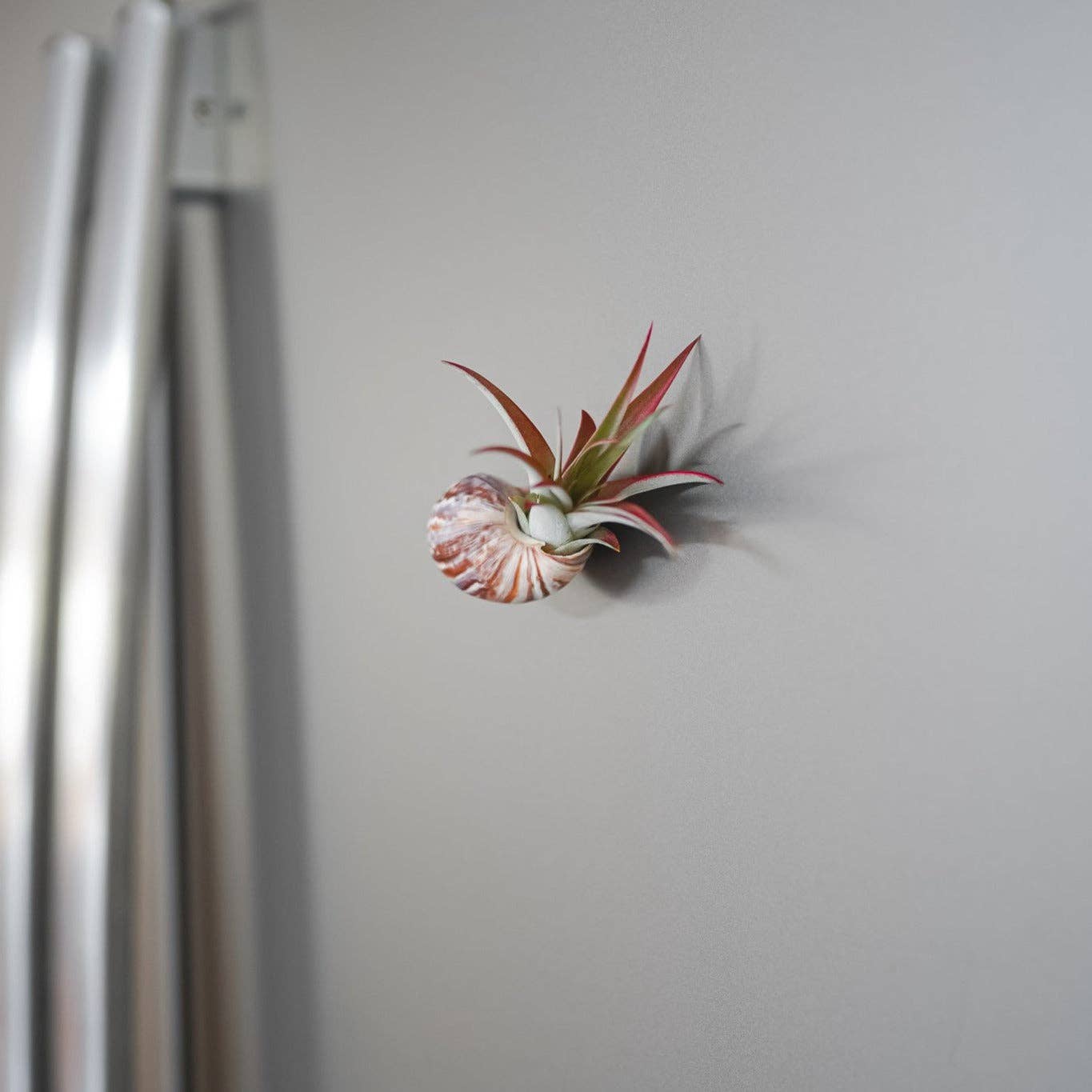 Seashell Magnet w/ Air Plant