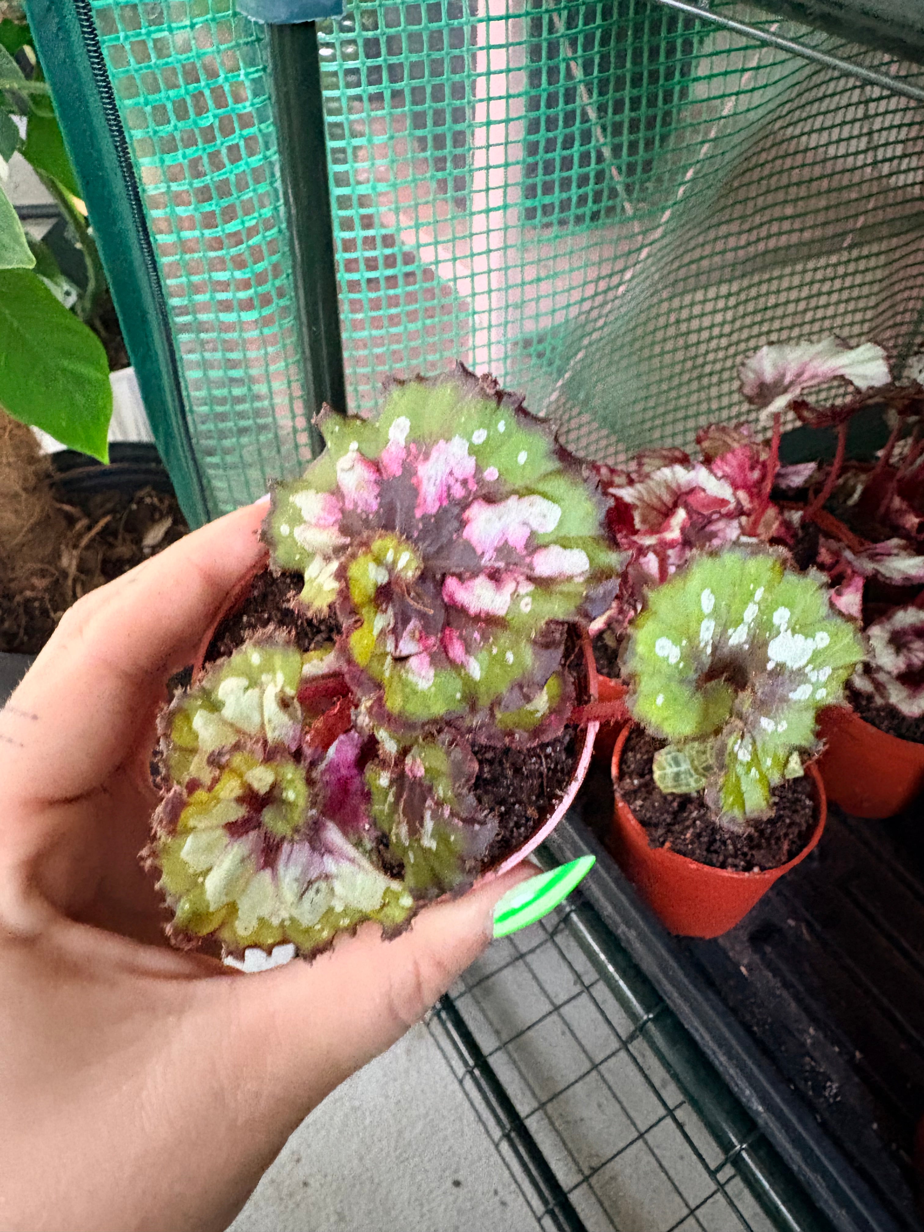 Begonia Rex 4"