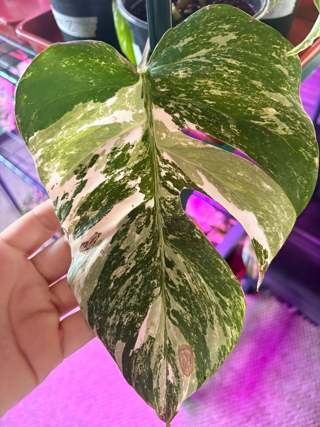 Monstera Albo