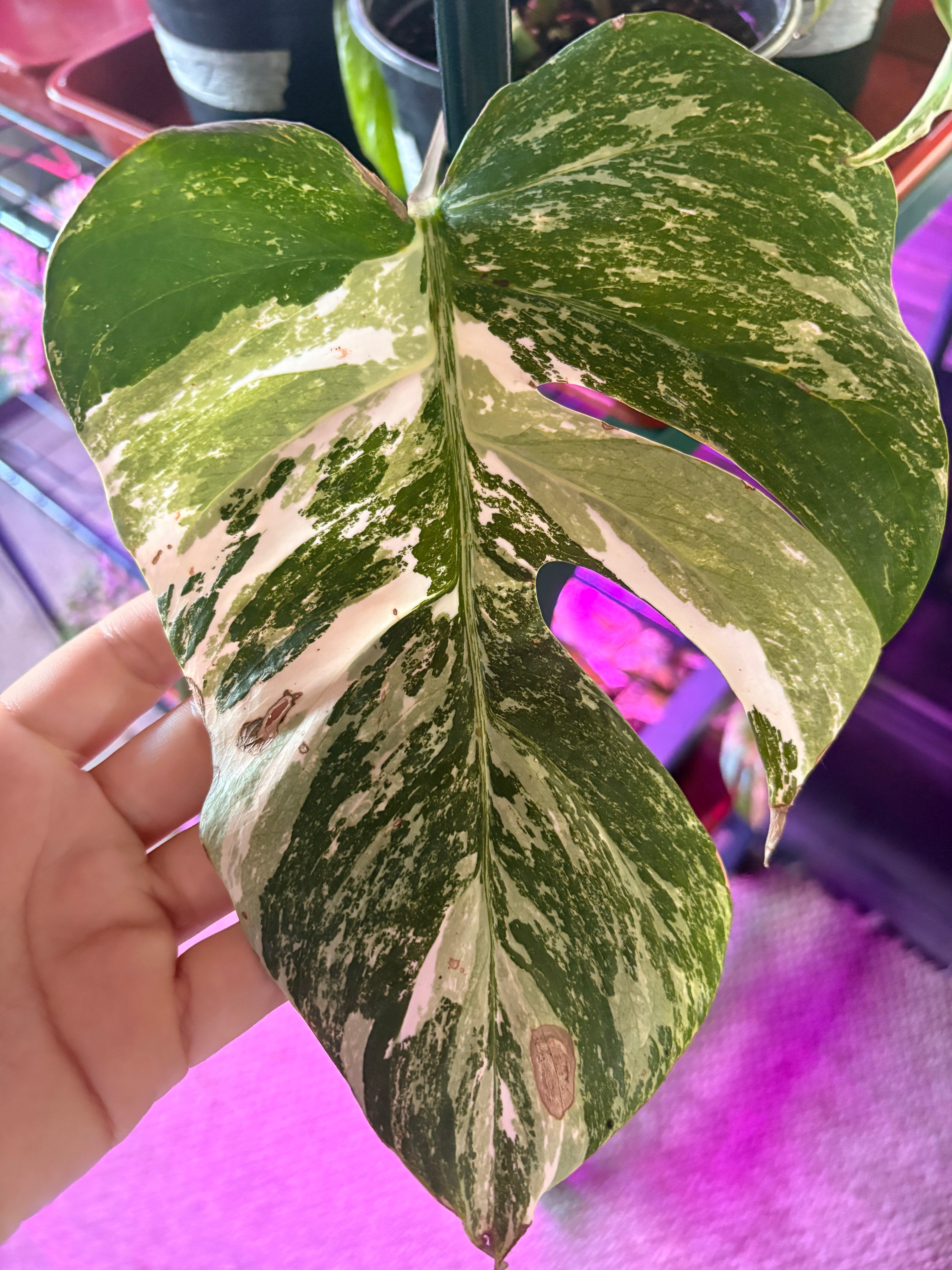 Monstera Albo