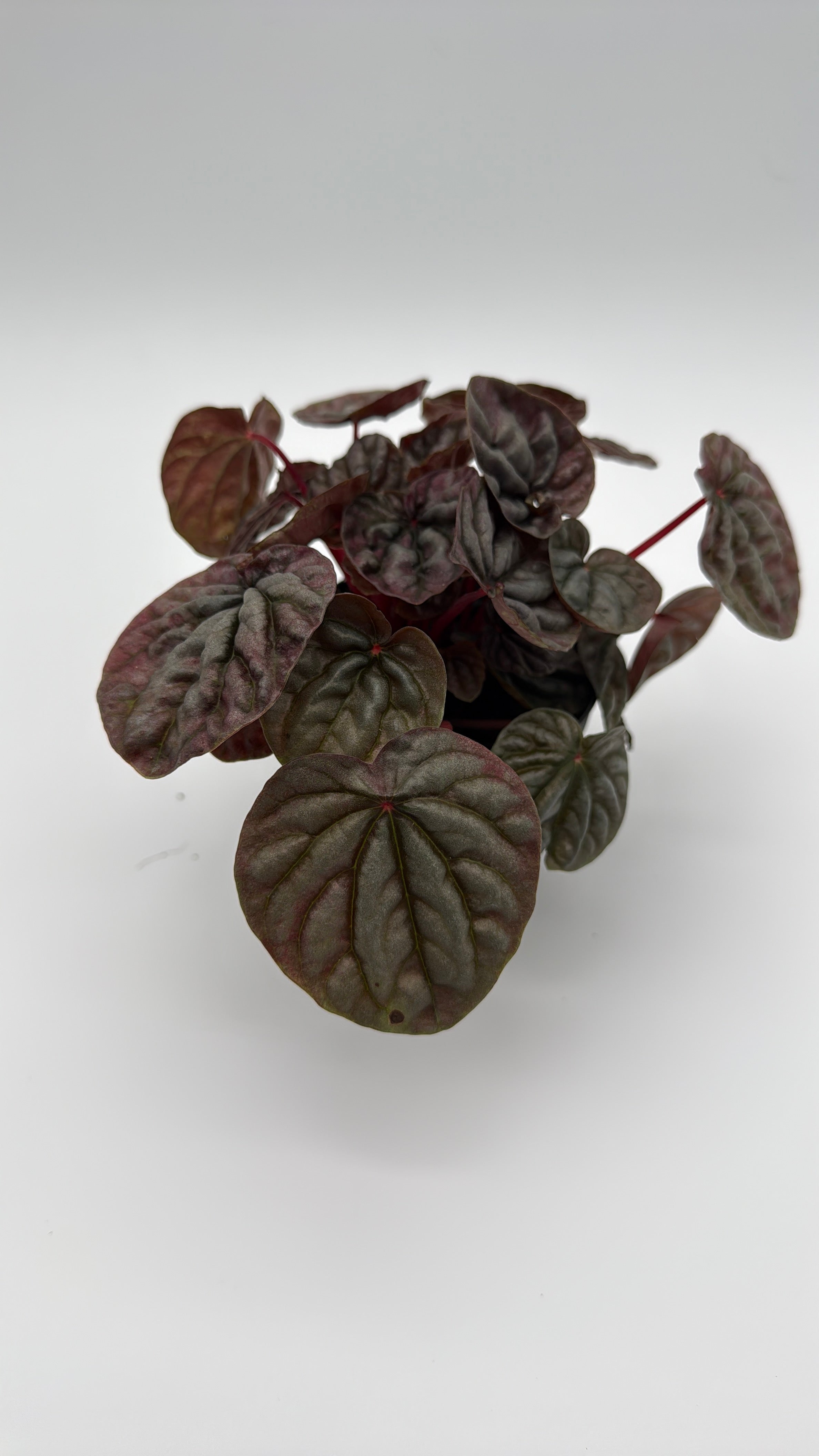 Peperomia Red Beauty Ripple Variegated