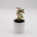 Syngonium Pink Godzilla Variegated