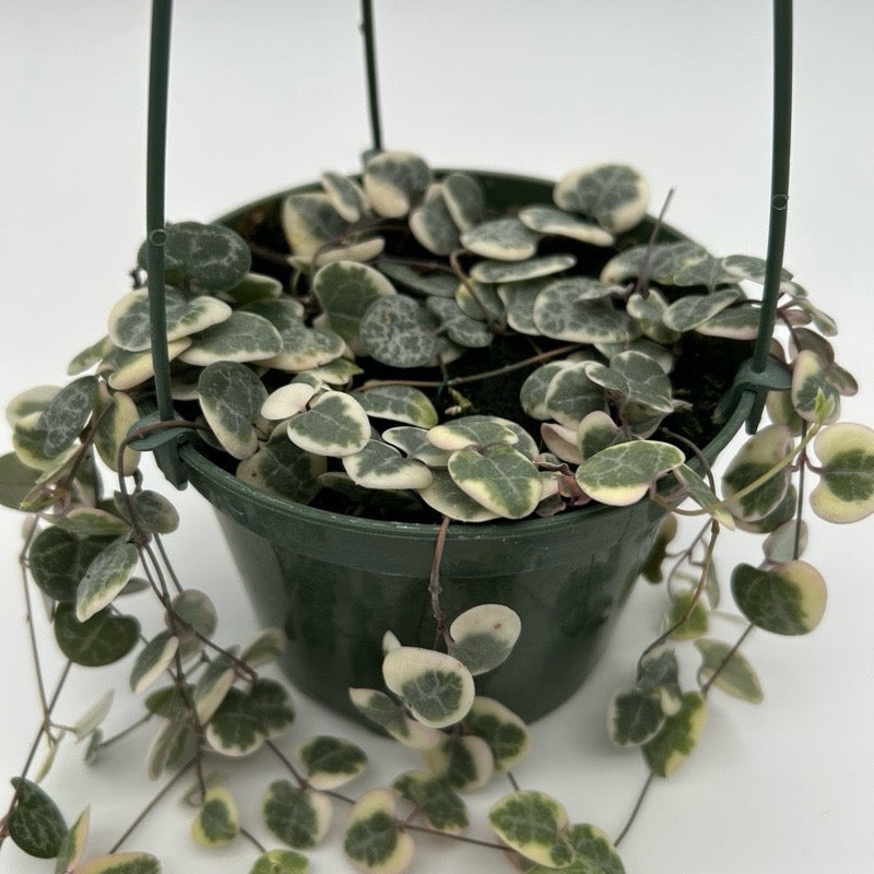 String of Hearts Variegated (Ceropegia) Hanging Basket