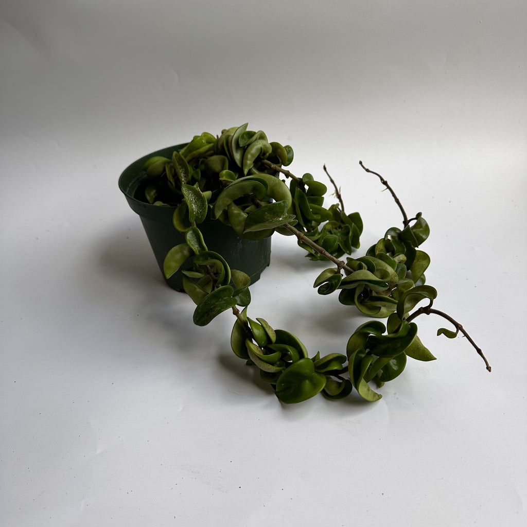 Hoya Hindu Rope