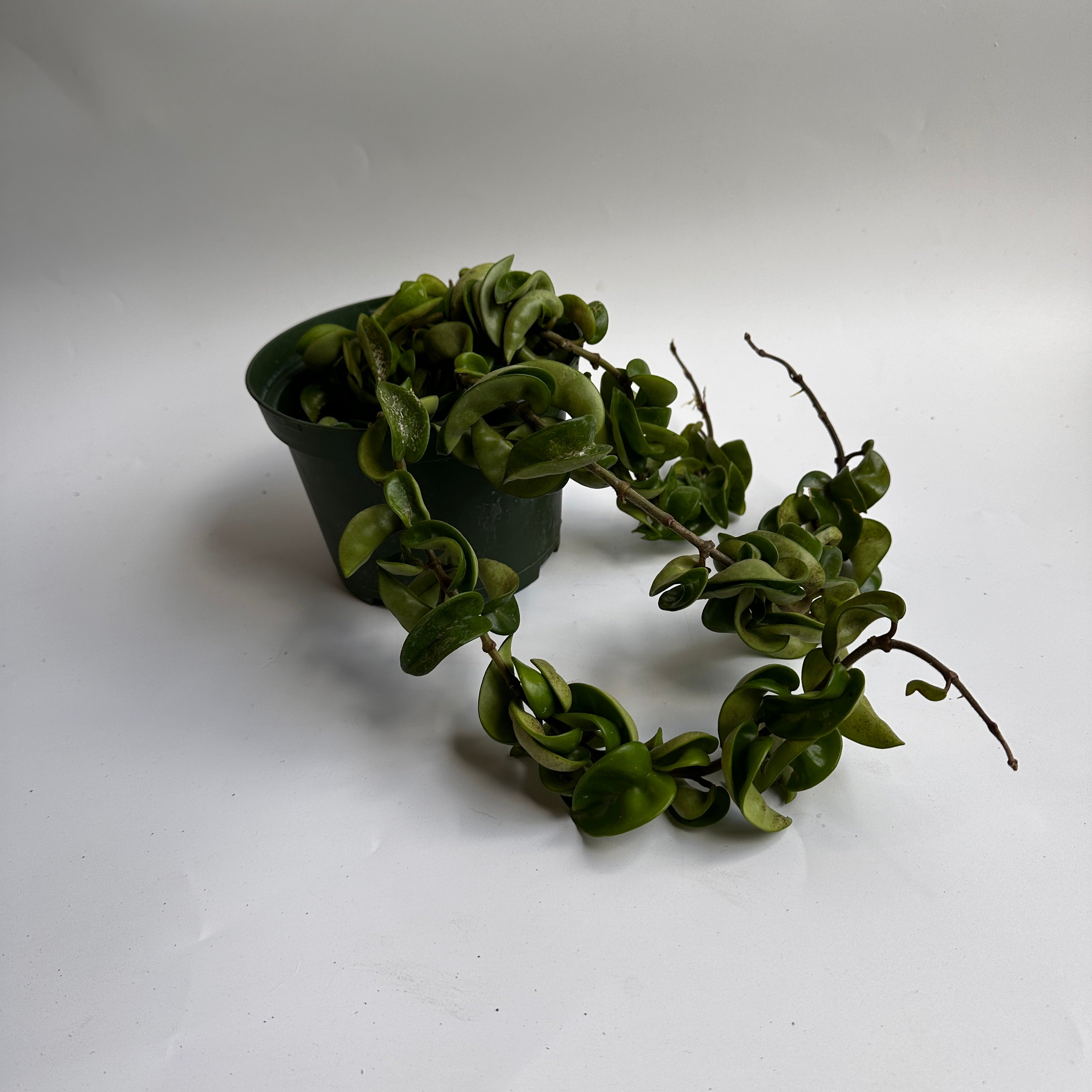 Hoya Hindu Rope