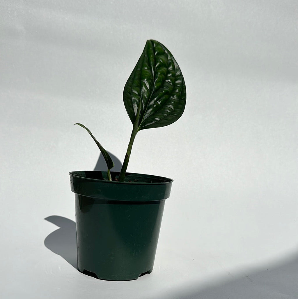 Monstera Peru