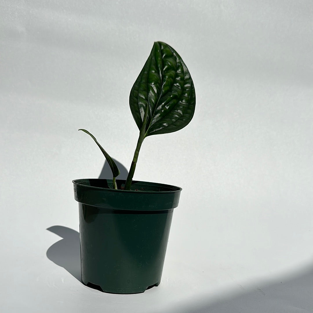 Monstera Peru