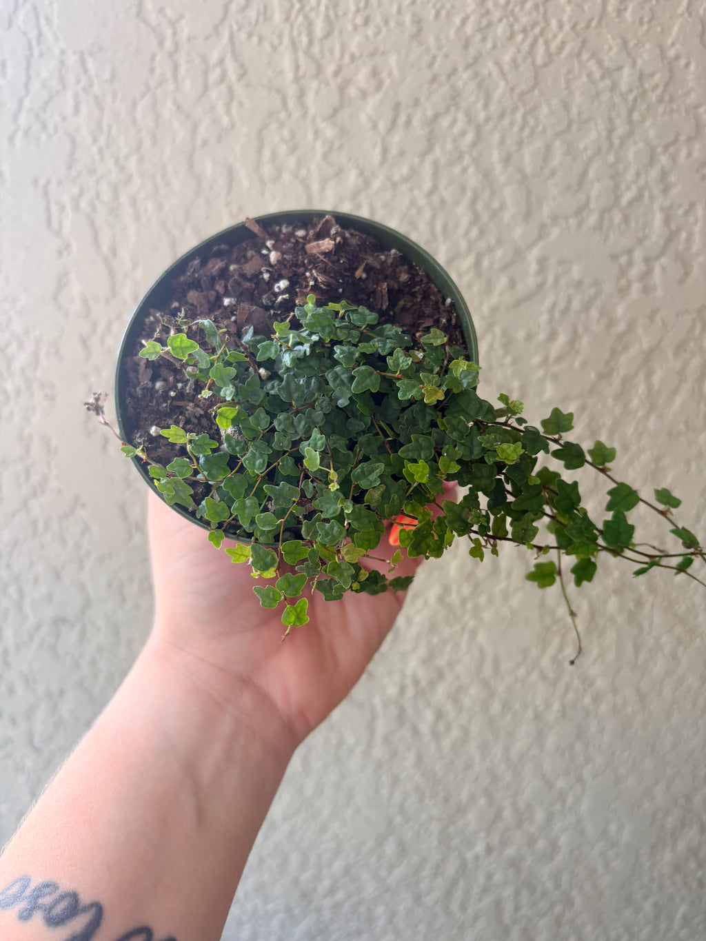 String of Frogs